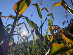 -蜜雪冰城(武陵阁步行街店)