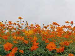 -洋湖国家湿地公园