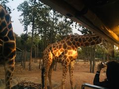 -清迈夜间动物园