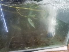 -静和鱼庄