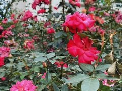 -人民公园(罗湖区)