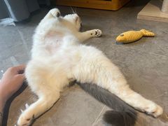 -御宝贝·A梦猫科宠物医院(国际猫友好医院)