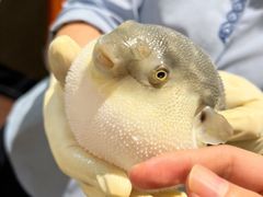 -肆月河豚·淮扬菜·湘菜(华天店)