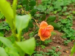 -东莞植物园