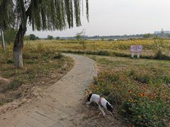-绿堤公园