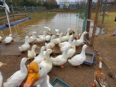 -前小桔亲子创意农场·草莓采摘·露营烧烤