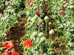 -国家植物园南园