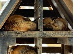 -宫城藏王狐狸村