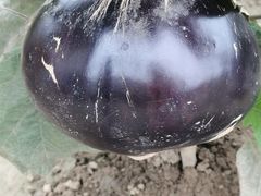 -中国天府农业博览园