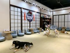 -逗柴咖啡屋·狗咖猫咖宠物桌游