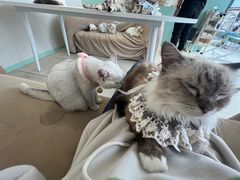 -怪兽屋·羊驼·猫咖·狗咖(俊华广场店)