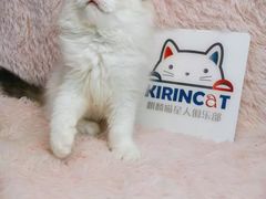 -十年猫舍·猫咪专门店(普陀店)