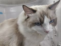 -博特宠物医院24h犬猫全科.骨科·异宠