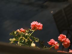 -炊烟餐厅