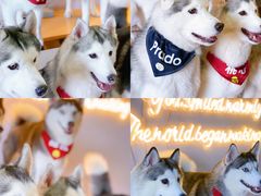 -Husky Go! 哈士奇体验馆·宠物咖啡厅狗咖