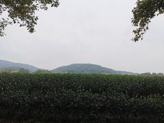 -龙井村