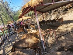 -北京鹿世界主题园