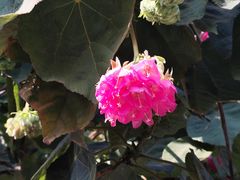 -厦门园林博览苑