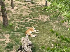 -西霞口神雕山野生动物世界