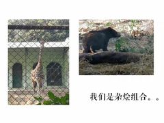 -红山森林动物园
