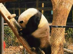 -成都动物园