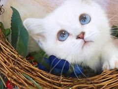 -十年猫舍·猫咪专门店(普陀店)