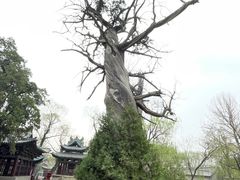 -晋祠公园