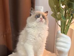 -喵zoo家庭繁育猫舍(尖东智能花园店)