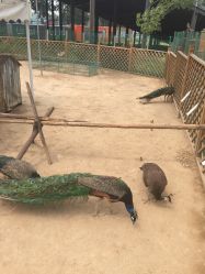 -萌宠亲子动物乐园(槐房万达店)