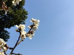 -香雪海