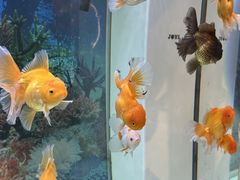 -破瓦寒窑烤羊排·鲜牛肉烧烤