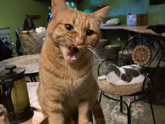 -猫猫幼稚园·撸猫·桌游·电玩