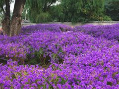 -圆明园遗址公园-藻园门售票处