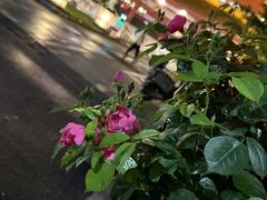 -怡咖啡·自助餐·西安香格里拉