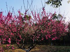 -上海海湾国家森林公园