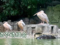 -广州长隆野生动物世界