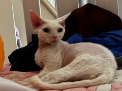 -猫大福·Fortune Cat猫舍(百子湾店)