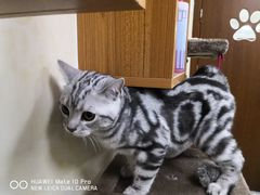 -康乐宝动物医院