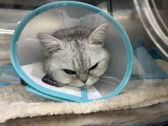 -四月宠物医院·猫专科·心脏专科·内科(转塘店)