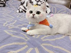 -东方名猫馆·英短金渐层布偶猫舍(环线广场1号楼店)