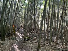 -四明山国家森林公园