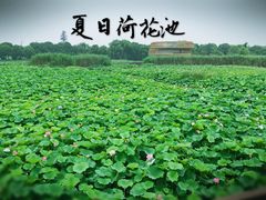 -荷塘月色湿地公园·向阳花洲