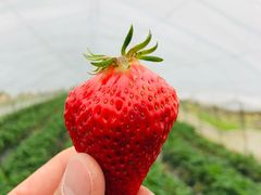 -小鱼草莓采摘园农家乐·小鱼餐厅