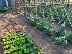 -三亚海棠湾万丽度假酒店