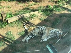 -大连森林动物园