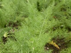 -中国天府农业博览园