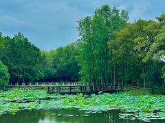 -长广溪湿地公园