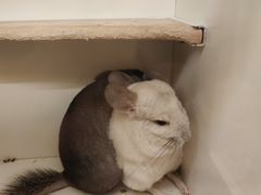 -龙猫仔乐园(惠福东路店)