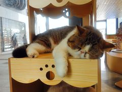 -瞄一喵猫咖(格力海岸店)