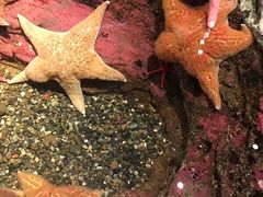 -西雅图水族馆